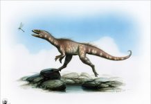 Moabosaurus Discovered In Utah's 'gold Mine' | Geology Page