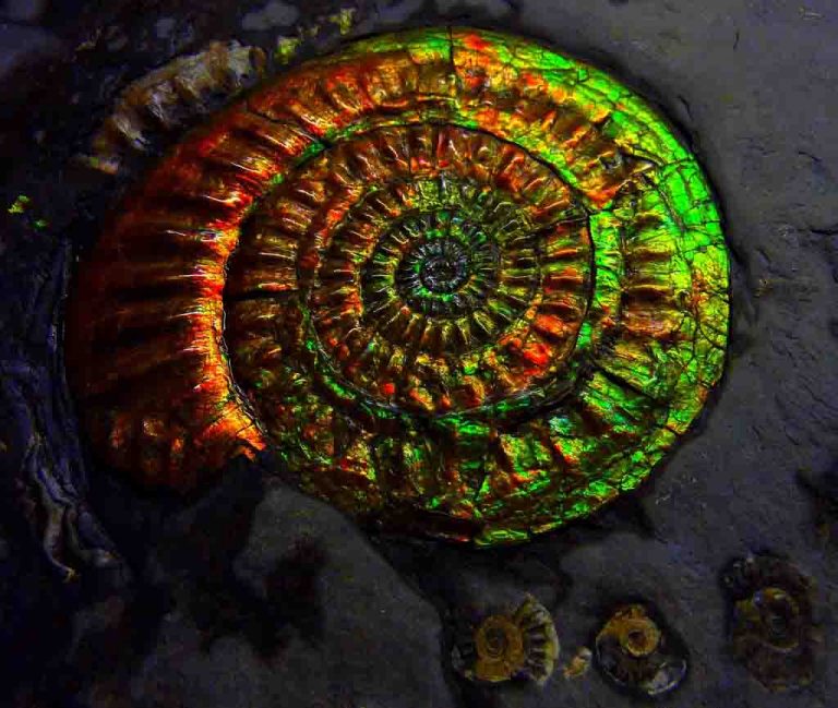 How Do Opalised Fossils Form Geology Page