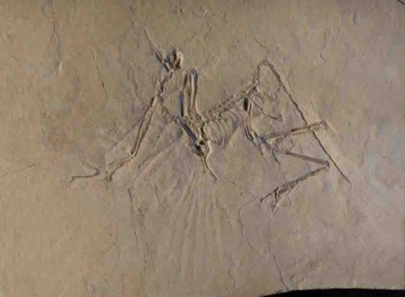 brückentier archaeopteryx