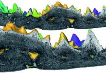 Species New to Science: [Paleontology • 2014] Kryptodrakon progenitor • The  Earliest Pterodactyloid (Pterosauria: Pterodactyloidea) from the  terrestrial Middle-Upper Jurassic boundary of Northwest China and the  Origin of the Group