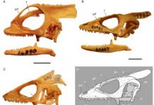 Tricky take-off kept pterodactyls grounded