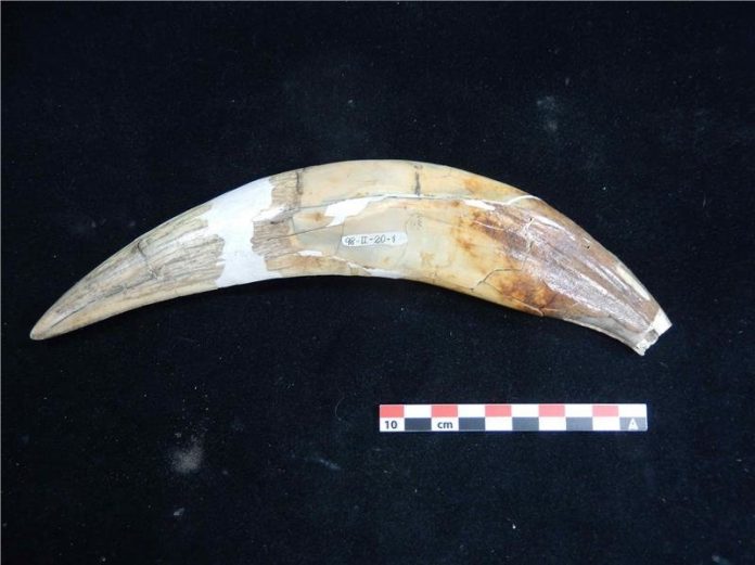 Saber-toothed cats hunted on the South American plains | Geology Page