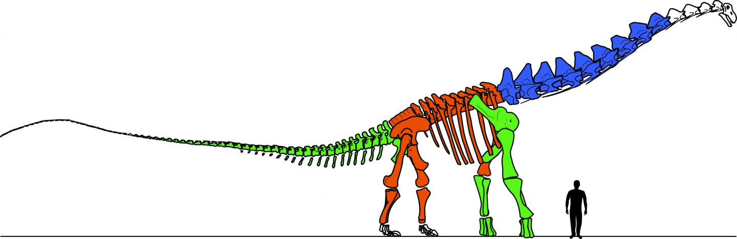 Study refutes claim that T. rex was three separate species