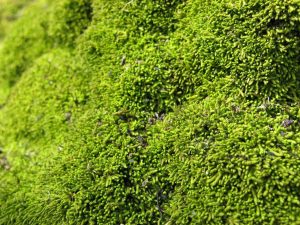 Humble moss helped create-GeologyPage