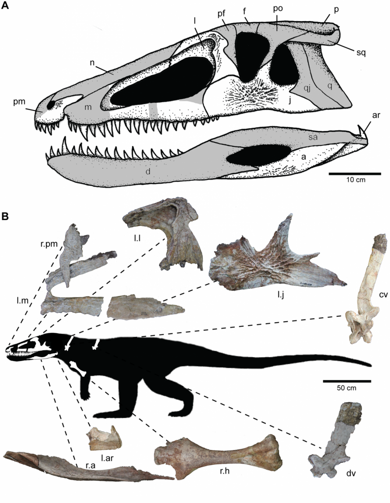 The first crocodile ancestors | Geology Page