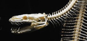 A 'transitional fossil' debunked | Geology Page