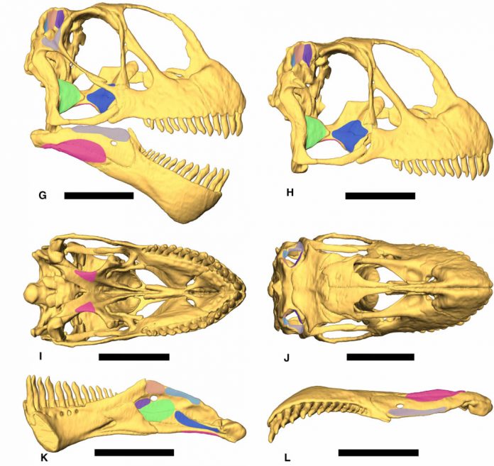 How sauropods gobbled their way to gigantism | Geology Page