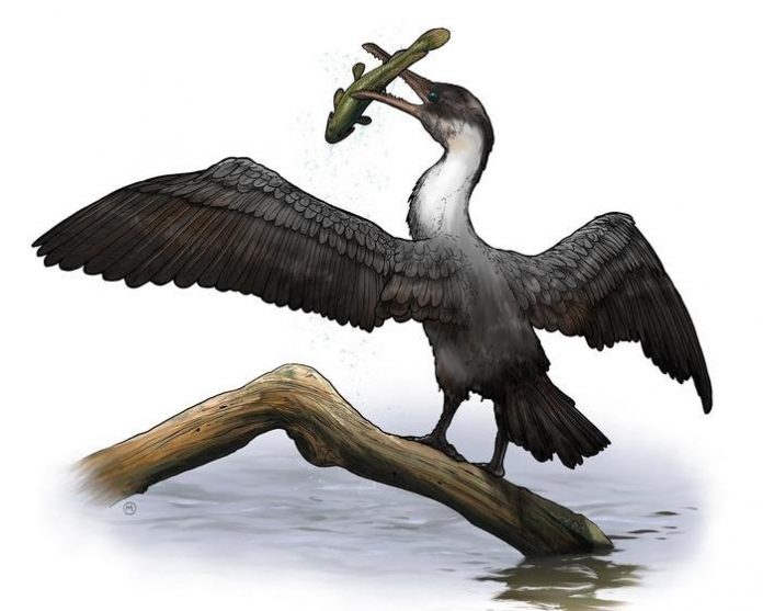 New Prehistoric Bird Species Discovered | Geology Page