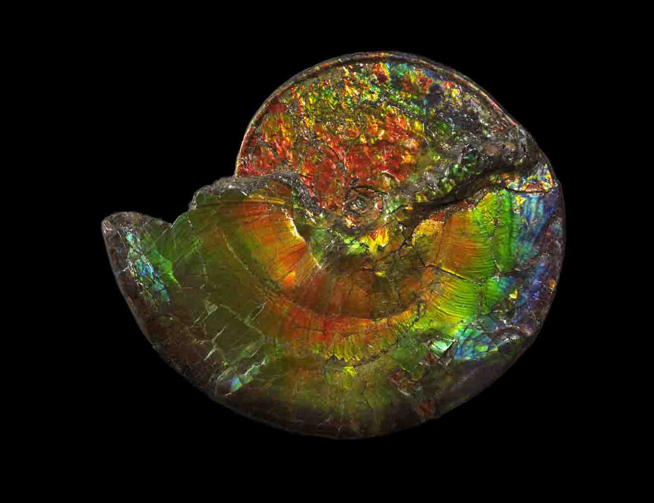 How Do Opalised Fossils Form? | Geology Page