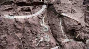 Large Dinosaur Fossil Site Found In China | Geology Page