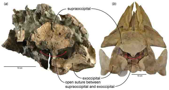 A Potential Breeding Site Of A Miocene Era Baleen Whale Geology Page