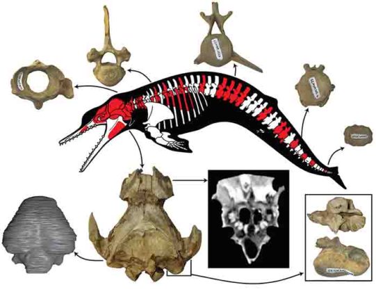 New postcranial skeleton of ancient dolphin Albertocetus meffordum ...