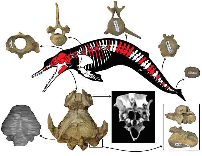 New Postcranial Skeleton Of Ancient Dolphin Albertocetus Meffordum 