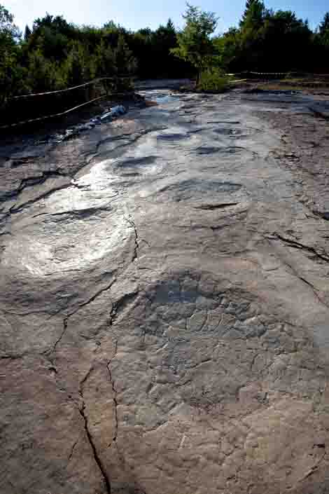 real dinosaur tracks