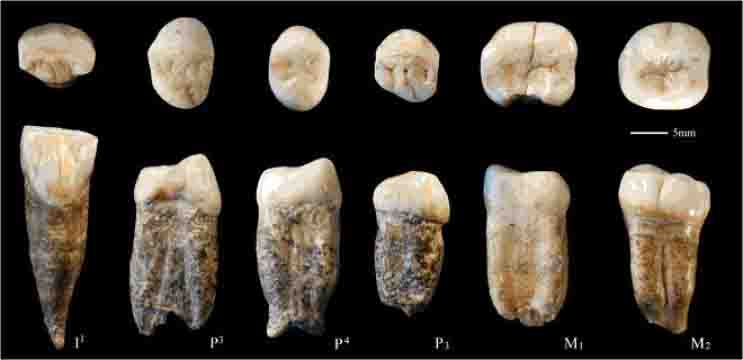 First study of the only original fossils conserved of Peking Man ...