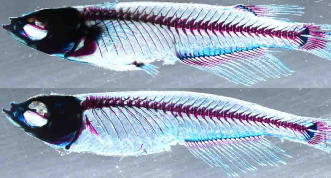 genetic-analysis-uncovers-the-evolutionary-origin-of-vertebrate-limbs