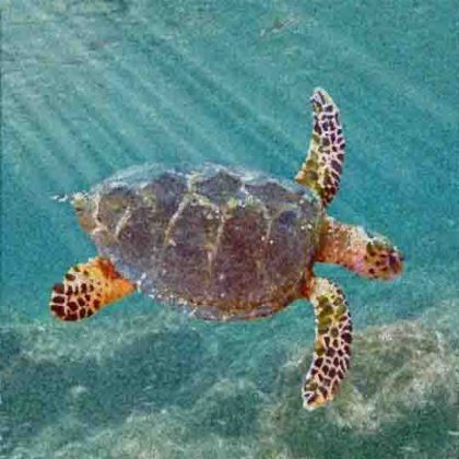 New Ancestor Of Modern Sea Turtles Found In Alabama 