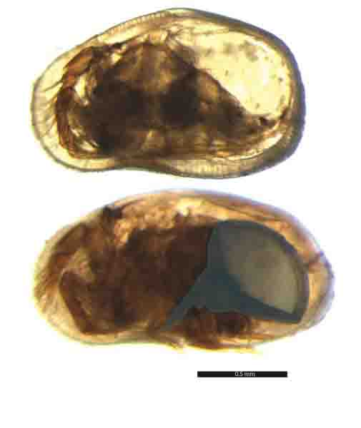 Scientists Understand The Role Of Sexual Selection In Extinction Geology Page 9659