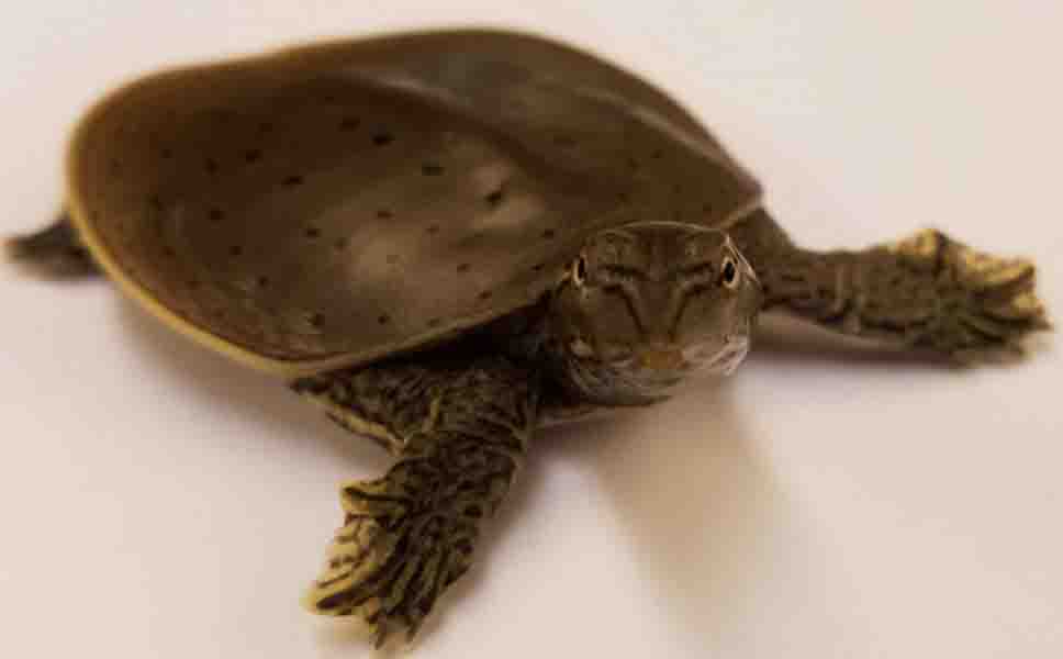 Genome structure of dinosaurs discovered by bird-turtle comparisons ...