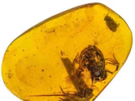 Smallest Known Dinosaur Found in Amber