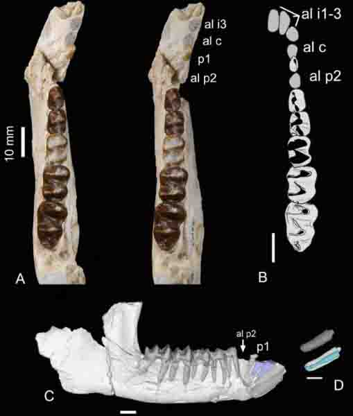 Phosphatherium Size