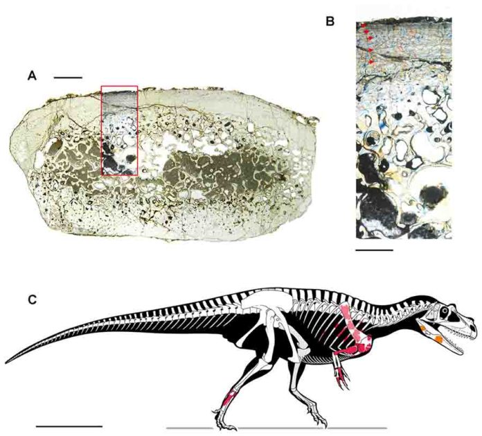 what is the oldest known dinosaur