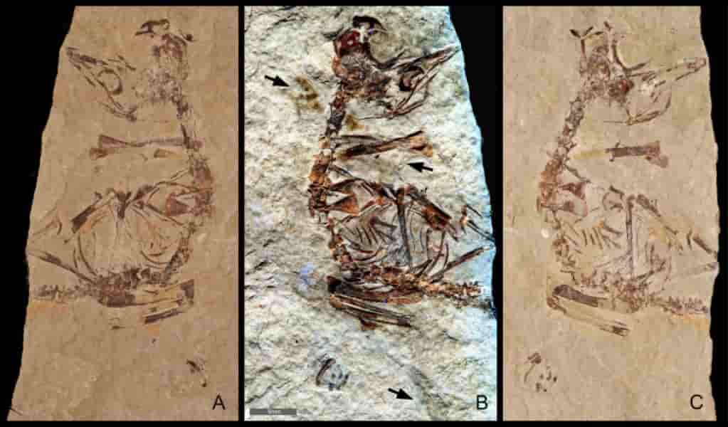Hundreds of fossilised eggs reveal the nesting habits of ancient flying  reptiles, Fossils