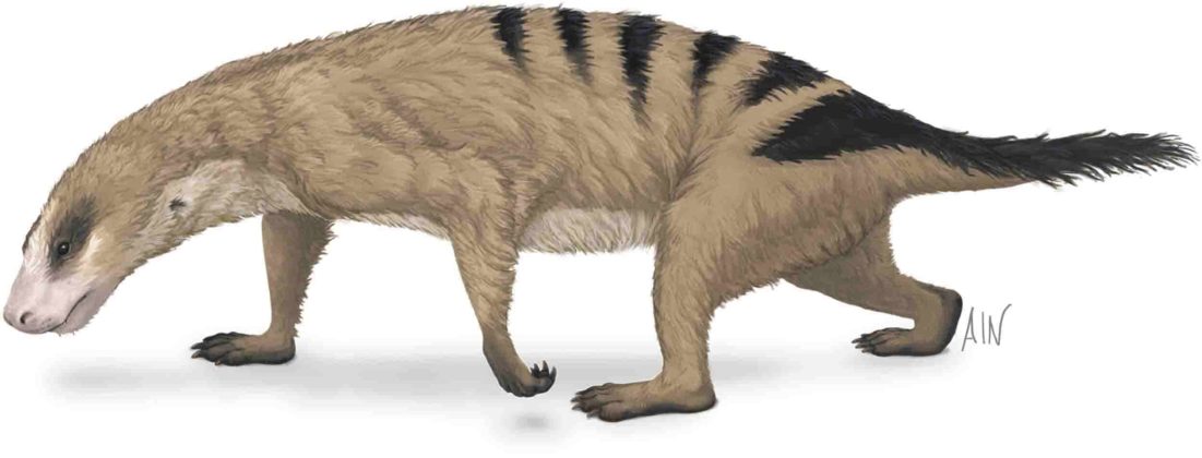 Mammals' unique arms started evolving before the dinosaurs existed ...