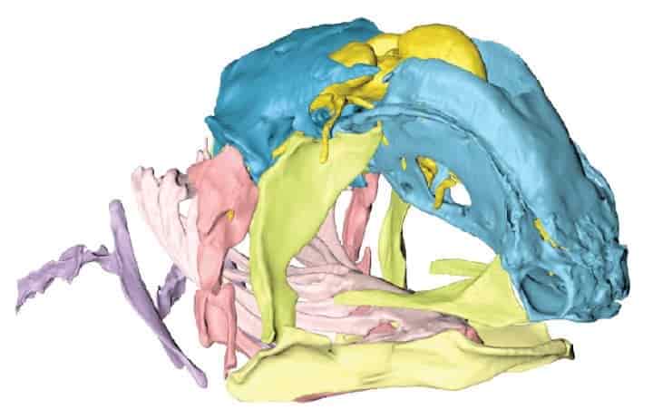 Long-Standing Mystery of Vertebrate Evolution Solved Using Powerful X-rays