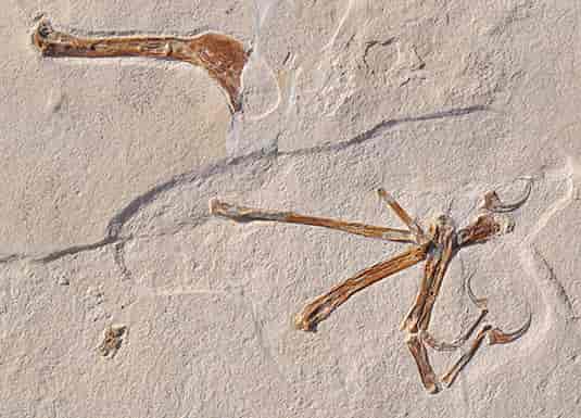 Archaeopteryx gets company | Geology Page