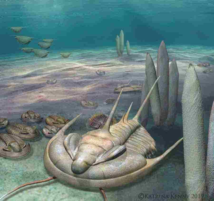 New 'king' of fossils discovered on Kangaroo Island | Geology Page