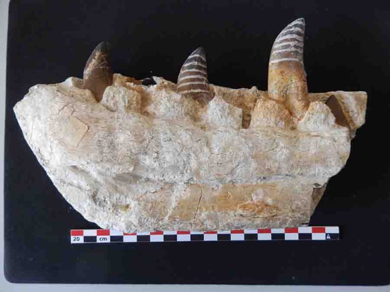 tarbosaurus tooth