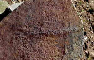 A fossilized trail of the animal Yilingia spiciformis, dating back 550 million years. The trail was found in China by a team of scientists including Shuhai Xiao of the Virginia Tech College of Science. Credit: Virginia Tech College of Science