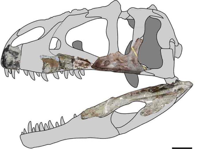 Meet Siamraptor suwati, a new species of giant predatory dinosaur from ...