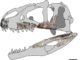 Meet Siamraptor suwati, a new species of giant predatory dinosaur from ...