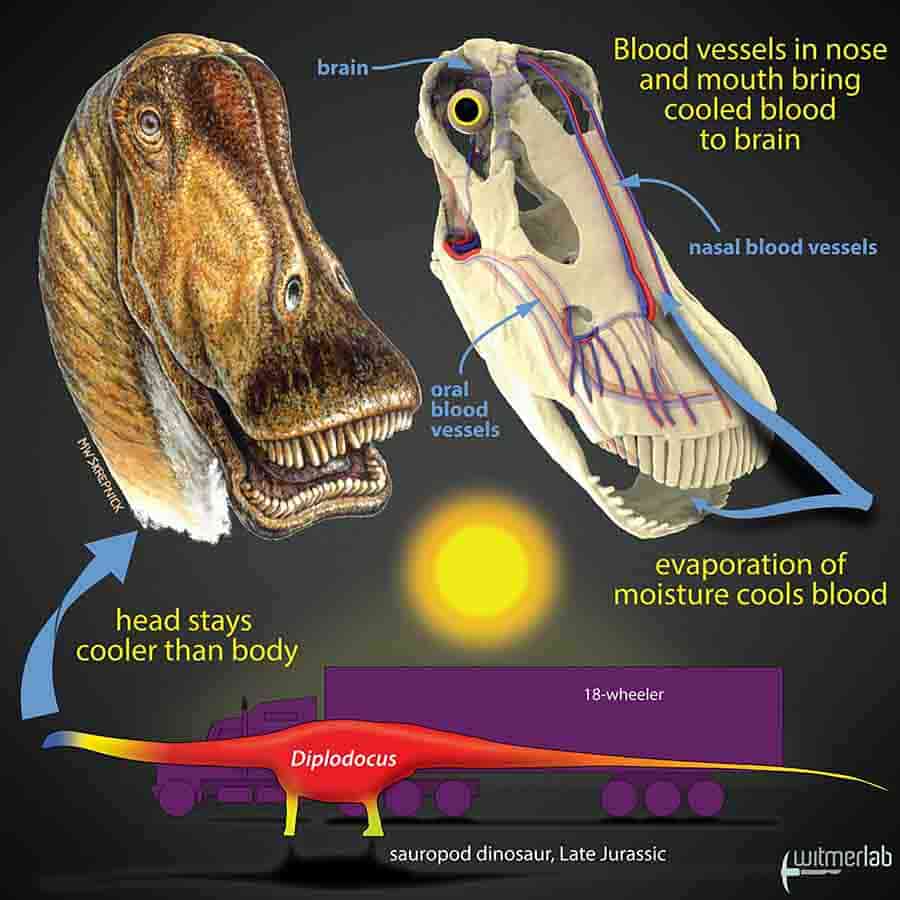 diplodocus sauropod