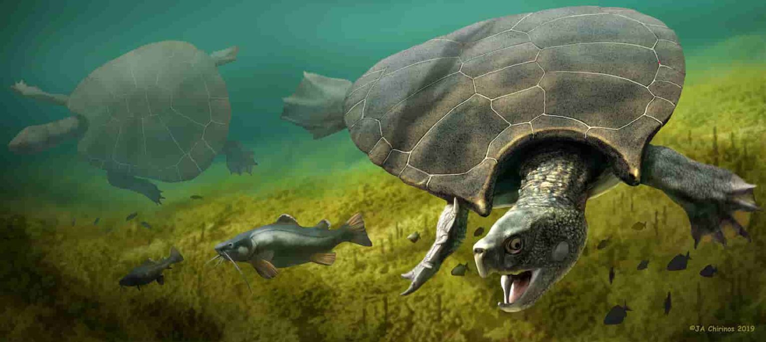 Extinct giant turtle had horned shell of up to three meters | Geology Page