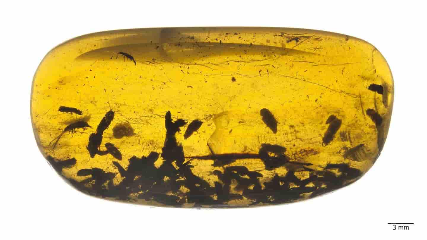 Beetles changed their diet during the Cretaceous period | Geology Page