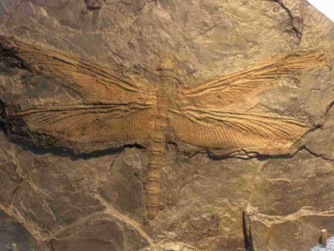 Meganeura : The largest insect ever existed was a giant dragonfly ...