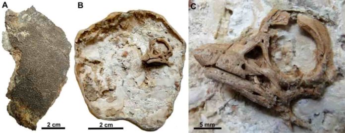 dinosaur embryos