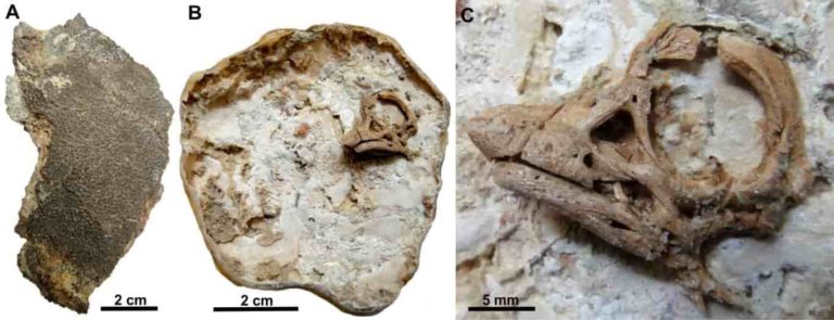 dinosaur embryos