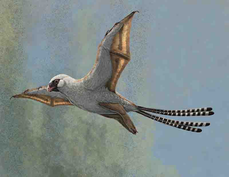 Fossils Show How Flying Fish Started to Glide