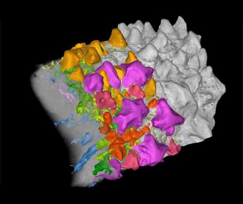 Primitive fish fossils reveal developmental origins of teeth | Geology Page