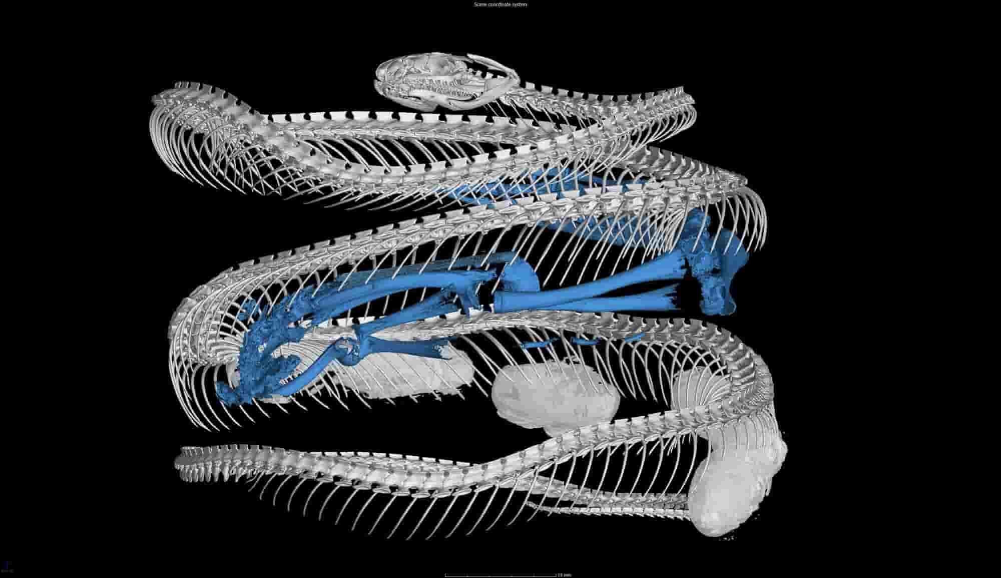 Snake skulls show how species adapt to prey