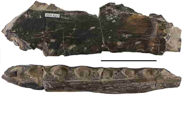 The speed at which spinosaurid dinosaur teeth were replaced accounts for  their overabundance in Cretaceous sites | Geology Page