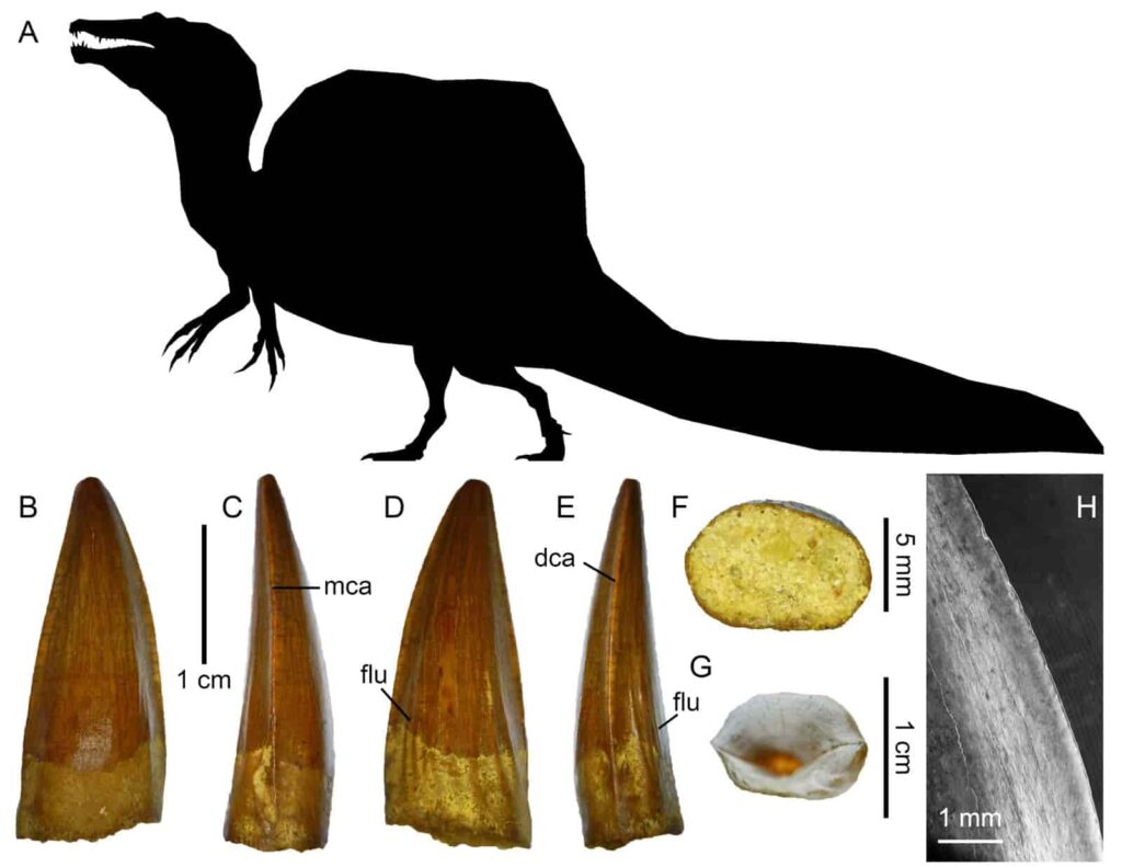 Higher carnivorous dinosaur biodiversity of famous Kem Kem beds ...