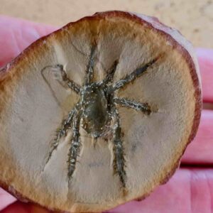 Fossilized Douglassarachne acanthopoda, noted for its up-armored spiny legs, might have resemblance to modern harvestmen, but with a more experimental body plan. Credit: Paul Selden