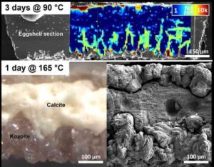 Composite image using high-resolution microscopy and spectroscopy showing the absorption and replacement processes of rare earth elements in the eggshell.