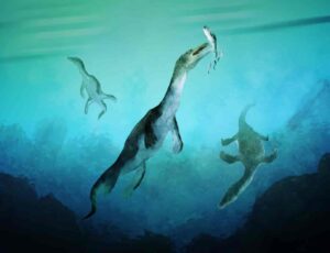 Reconstruction of the oldest sea-going reptile from the Southern Hemisphere. Nothosaurs swimming along the ancient southern polar coast of what is now New Zealand around 246 million years ago. Artwork by Stavros Kundromichalis.