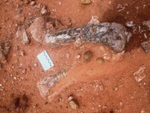 Musankwa sanyatiensis leg bones as they were discovered in the ground on Spurwing Island, Lake Kariba, Zimbabwe. Credit: Paul Barrett